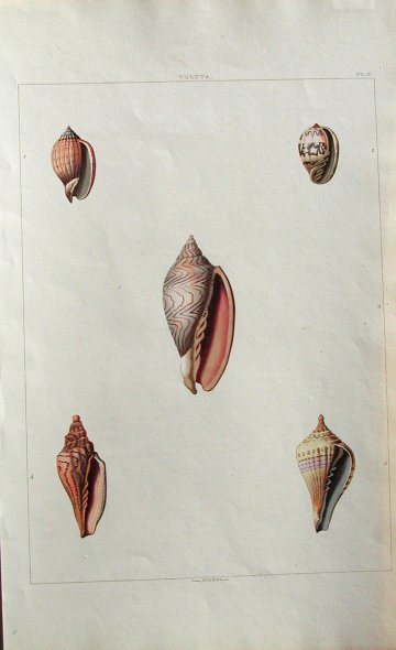 Pl. 17 Voluta Conchology London: William Miller, 1811