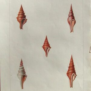 Pl. 32 Pleurotoma Conchology London: W. Miller, 1811