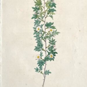 (Cuspidate Rose) Les Roses, 1817-24.