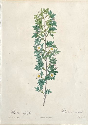 (Cuspidate Rose) Les Roses, 1817-24.