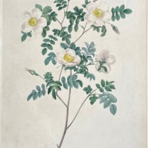 (Candolle's Rose) Les Roses, 1817-24.