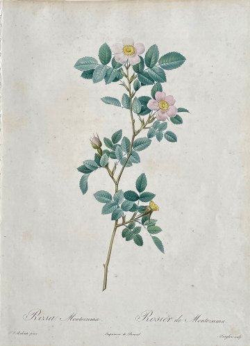 (Montezuma Rose) Les Roses, Paris:1817-24.