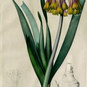 (Cyrtanthus) Les Liliacees. Paris, 1802-1816.