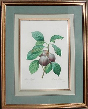 Pierre Joseph Redoute. (Plums) Choix des Plus Belles Fleurs. Paris, 1827