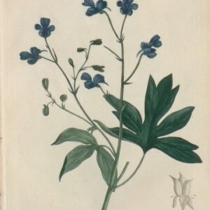 Pl. 102 (Strephtocarpus) Phytographie Mediccale... Paris: Didot le Jeune, 1821.