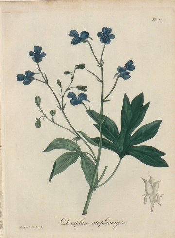Pl. 102 (Strephtocarpus) Phytographie Mediccale... Paris: Didot le Jeune, 1821.