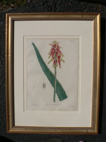 Pl. 10 (Aloe) Phytographie Medicale... Paris: Didot le Jeune, 1821.