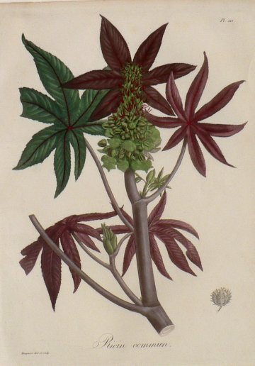 Pl. 141 (Ricin) Phytographie Medicinale... Paris: Didot le Jeune, 1821.