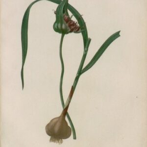 Pl. 16 (Garlic) Phytographie Medicale... Paris: Didot le Jeune, 1821.