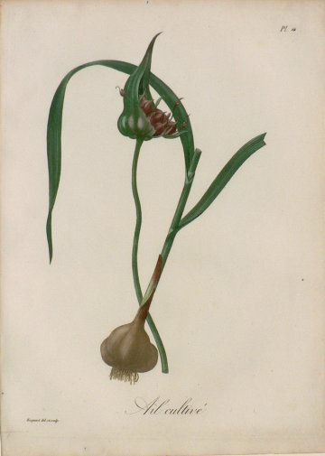 Pl. 16 (Garlic) Phytographie Medicale... Paris: Didot le Jeune, 1821.