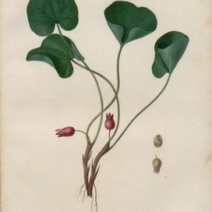 Pl. 22 (Wild Ginger) Phytographie Medicale... Paris: Didot le Jeune, 1821.