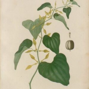 Pl. 23 (Clematis) Phytographie Medicale... Paris: Didot le Jeune, 1821.