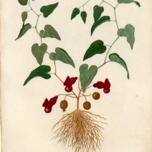 Pl. 24 (Aristoloche sepentaire) Phytogrpahie Medicale... Paris: Didot le Jeune, 1821.