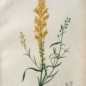 Pl. 37. (Wild Snapgragon or Toad Flax) Phytographie Medicale... Paris: Didot le Jeune, 1821.