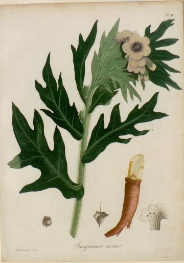 Pl. 38 (Henbane) Phytographie Medicale... Paris: Didot le Jeune, 1821.