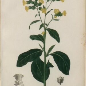 Pl. 42 (Nicotiana) Phytographie Medicale... Paris: Didot le Jeune, 1821.