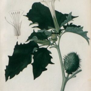Pl. 43. (Datura) Phytographie Medicale... Paris: Didot le Jeune, 1821.