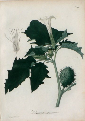 Pl. 43. (Datura) Phytographie Medicale... Paris: Didot le Jeune, 1821.