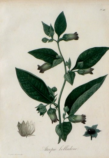 Pl. 46 (Belladonna) Phytographie Medicale... Paris: Didot le Jeune, 1821.