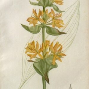 Pl. 53 (Gentian) Phytographie Medicale... Paris: Didot le Jeune, 1821.