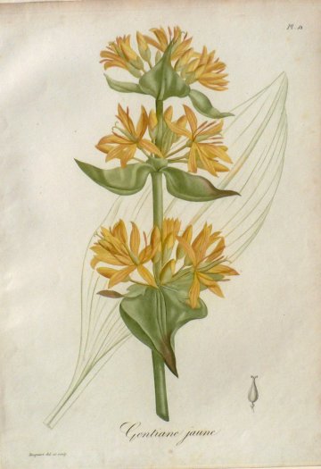 Pl. 53 (Gentian) Phytographie Medicale... Paris: Didot le Jeune, 1821.