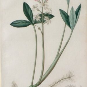 Pl. 54. (Water Plant) Phytographie Medicale... Paris: Didot le Jeune, 1821.
