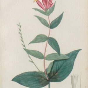 Pl. 56 (Hot Pink) Phytographie Medicale... Paris: Didot le Jeune, 1821