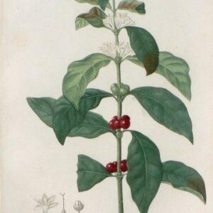 Pl. 74. (Coffee) Phytographie Medicale... Paris: Didot le Jeune, 1821.