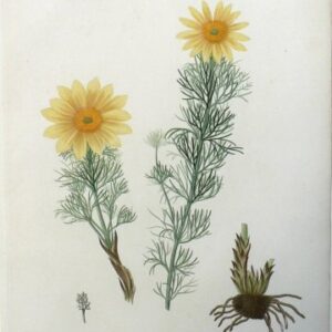 Pl. 94. (Ranuncula) Phytographie Medicale... Paris: Didot le Jeune, 1821.