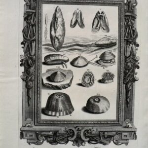 Johann Scheuchzer (Mollusks) Physica Sacra. Augsberg and Ulm, 1731-35