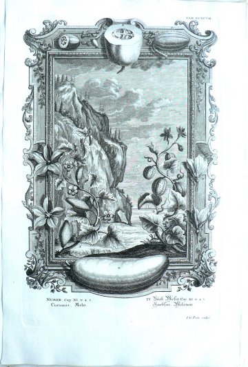 Johann Scheuchzer, Cucumbers and Melons. Physica Sacra. Augsberg and Ulm, 1731-1735.