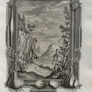 Johann Scheuchzer (Allium) Physica Sacra. Augsberg and Ulm, 1731-1735.