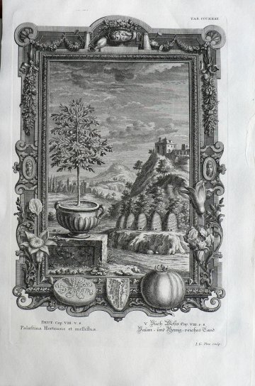 Johann Scheuchzer, Potted plant, tomato and Beehives. Physica Sacra. Augsberg and Ulm, 1731-1735.