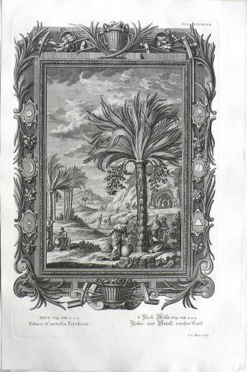 Johann Scheuchzer, (Palm Trees) Phsica Sacra. Augsberg and Ulm, 1731-1735.