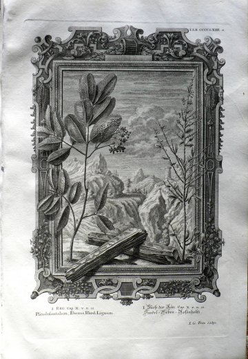 Johann Scheuchzer. (Ebony and Plants) Physica Sacra. Augsberg and Ulm, 1731-1735.