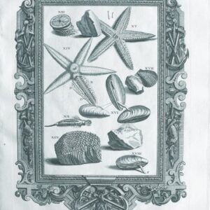Johann Scheuchzer (Starfish, Anemones, Shells, Sea Creatures) Physica Sacra. Augsberg and Ulm, 1731-1735