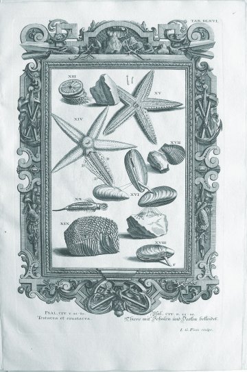 Johann Scheuchzer (Starfish, Anemones, Shells, Sea Creatures) Physica Sacra. Augsberg and Ulm, 1731-1735