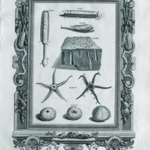 Johann Scheuchzer. (Sea Urchins, Starfish, Shells) Physica Sacra. Augsberg and Ulm, 1731- 1735