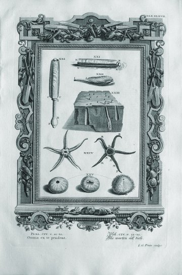 Johann Scheuchzer. (Sea Urchins, Starfish, Shells) Physica Sacra. Augsberg and Ulm, 1731- 1735