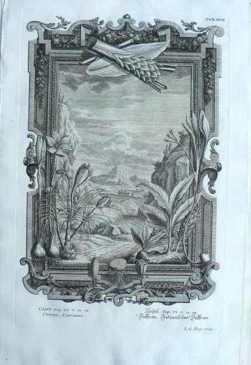 Johann Scheuchzer. (Crocus) Physica Sacra. Ulm and Augsberg, 1731-35.
