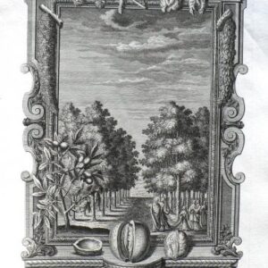 Johann Scheuchzer. (Grove of Fruit Trees) Physica Sacra. Augsberg and Ulm, 1731-1735.