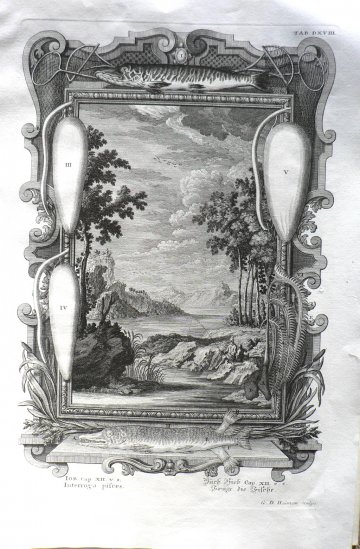 Johann Scheuchzer. (Unusual fishing print with pike) Augsberg and Ulm, 1731-1735
