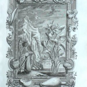 Johann Scheuchzer. Waterlilies. Physica Sacra. Augsberg and Ulm, 1731-1735.