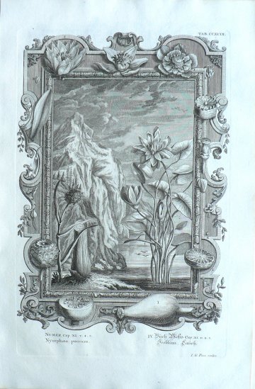Johann Scheuchzer. Waterlilies. Physica Sacra. Augsberg and Ulm, 1731-1735.