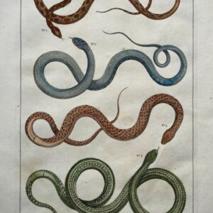 Seba, Albertus. (Snakes Plate 52) Locupletissimi Rerum Naturalium … Amsterdam 1734-1769