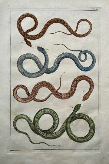 Seba, Albertus. (Snakes Plate 52) Locupletissimi Rerum Naturalium … Amsterdam 1734-1769
