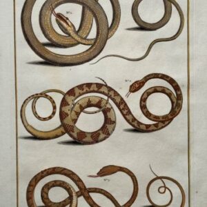 Seba, Albertus. (Snakes Plate 82) Locupletissimi Rerum Naturalium … Amsterdam 1734-1769