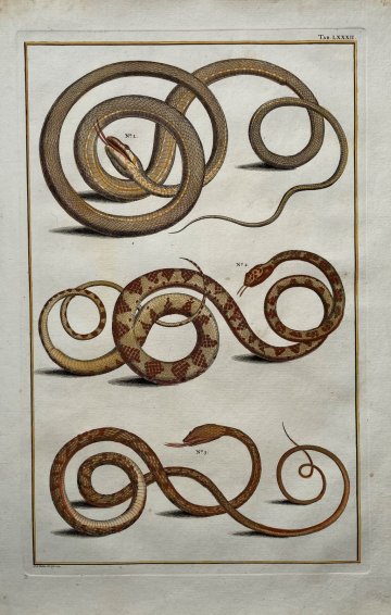 Seba, Albertus. (Snakes Plate 82) Locupletissimi Rerum Naturalium … Amsterdam 1734-1769