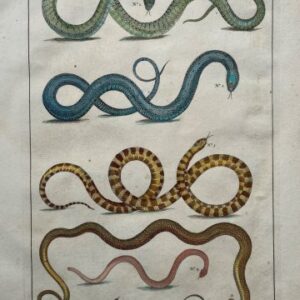 Seba, Albertus. (Snakes Plate 42) Locupletissimi Rerum Naturalium … Amsterdam 1734-1769