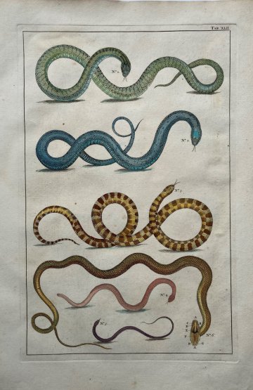 Seba, Albertus. (Snakes Plate 42) Locupletissimi Rerum Naturalium … Amsterdam 1734-1769